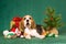 Funny Beagle puppy with Chrismas tree