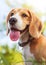 Funny beagle puppy close up portrait