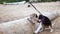 Funny beagle puppy wants to eat the big wooden log on the beach of tropical Bali island, Indonesia.