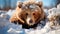 Funny of a bear digging its nose in the snow and sweeping it away. Generative AI