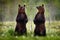 Funny bear image, dance. Bear standing, sit up on its hind legs, forest with cotton grass.  Dangerous animal in nature forest and