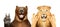 Funny bear and lion showing gestures