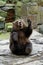 Funny bear waving a paw