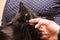 Funny beautiful cute black cat licking finger. Feeding