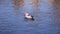 Funny beautiful duck swims in the water.