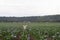 Funny beautiful Japanese Akita Inu dog in a green field among the many cabbage growing in the summer on a cloudy day.