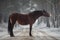 Funny beautiful old mare horse in halter standing on the road in snowy forest