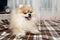 Funny beautiful Pomeranian puppy is smiling and happy owners. Close up