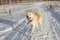 Funny beautiful redhead smiling Japanese Akita Inu dog runs along a rustic snowy road in winter on a sunny warm day.