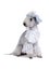 Funny Bedlington Terrier dog dressed in a frill and hat sitting in the studio