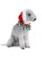 Funny Bedlington Terrier dog dressed in a Santa hat