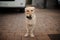 Funny beige colored dog playing with stone in the yard