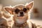 Funny beige mini Chihuahua in sunglasses