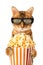 Funny Bengal cat in 3D stereo glasses eats popcorn in the cinema