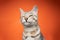 funny bengal cat portrait on orange background looking suspicious