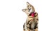 Funny Bengal cat sits on a soft pillow and tilts her head to the