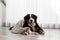 Funny Bernese mountain dog with blanket