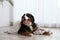Funny Bernese mountain dog with blanket on floor