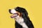 Funny Bernese mountain dog on color