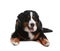 Funny Bernese mountain dog on white