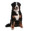 Funny Bernese mountain dog on white