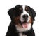 Funny Bernese mountain dog on white