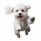 Funny Bichon Frise Dog Jumping On White Background