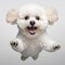 Funny Bichon Frise Dog Leaping With Joy On White Background