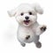 Funny Bichon Frise Leaping In The Air - White Background