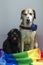 funny bid yellow and small black dogs wrapped in a rainbow colored flag as symbol of gay pride and gay rights