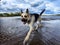 Funny Big dog German Shepherd in a water of a lake or river on summer, spring or autumn time. Russian eastern European