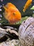 funny big goldfish in the aquarium, fish scales, fish eyes, joy and smile