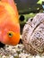 funny big goldfish in the aquarium, fish scales, fish eyes, joy and smile