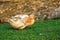 Funny big yellow goose is scratching his head on a green lawn on a farm. Poultry in the village, waterfow birds