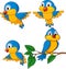 Funny bird cartoon set