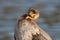 Funny Bird - Cormorant Close Up with an Open Beak