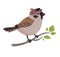 Funny bird Sparrow. Vector illustration of a field sparrow, feathered character. Cute print in flat cartoon style