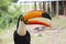 Funny bird of toucan