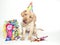 Funny Birthday Lab Puppy