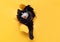 A funny black cat in a white protective medical mask respirator peeks out of a torn hole in yellow paper. The concept of