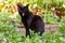 Funny black cat yawns outdoor in garden