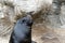 Funny black fur seal posing with closed eyes among the stones