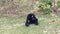 Funny Black Gibbon Sittin on Grass, Cleaning His Head and Ear