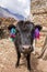 Funny black hairy cow portrait from Himalaya village