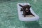 Funny black labrador lying on an inflatable pad and relaxing at the swimming pool. Holidays, relax and vacation with dogs concept