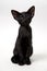 Funny black oriental kitten