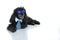FUNNY BLACK POODLE DOG WEARING BLUE TIE AND MIRROR SUNGLASSES. I