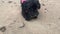 Funny black poodle puppy chewing and licking shell on sand beach in spring. Cute dog eating seafood on seaside. Adorable