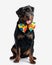 funny black rottweiler puppy with clown bowtie sticking out tongue