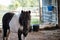 Funny black Shetland pony in the farm
